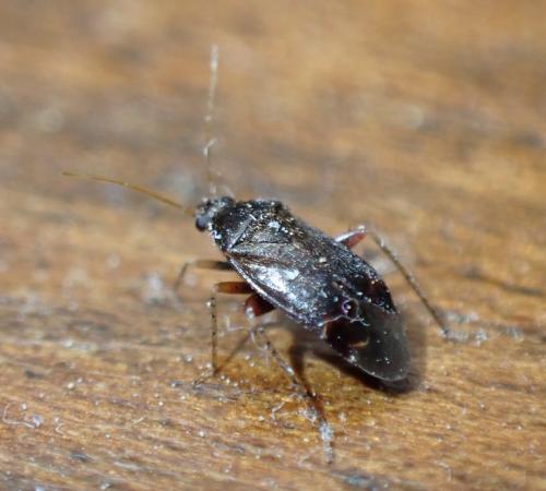 Psallus sp.
